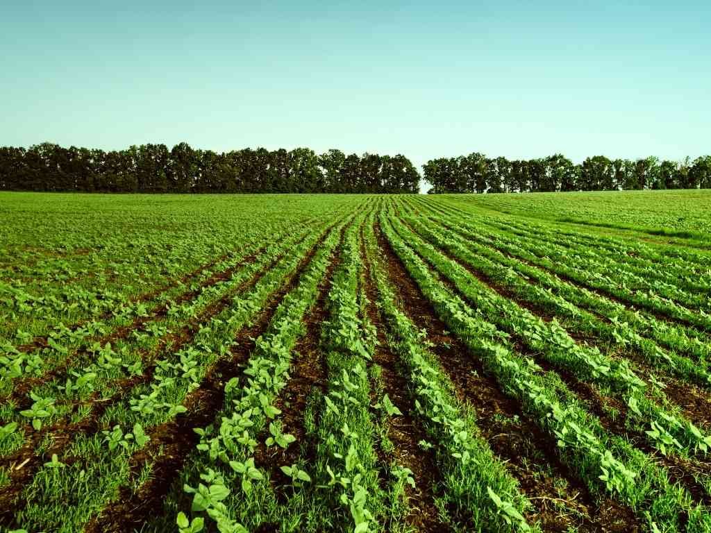 Ejemplos de temas para tu tesis de Ingeniería Agrícola 