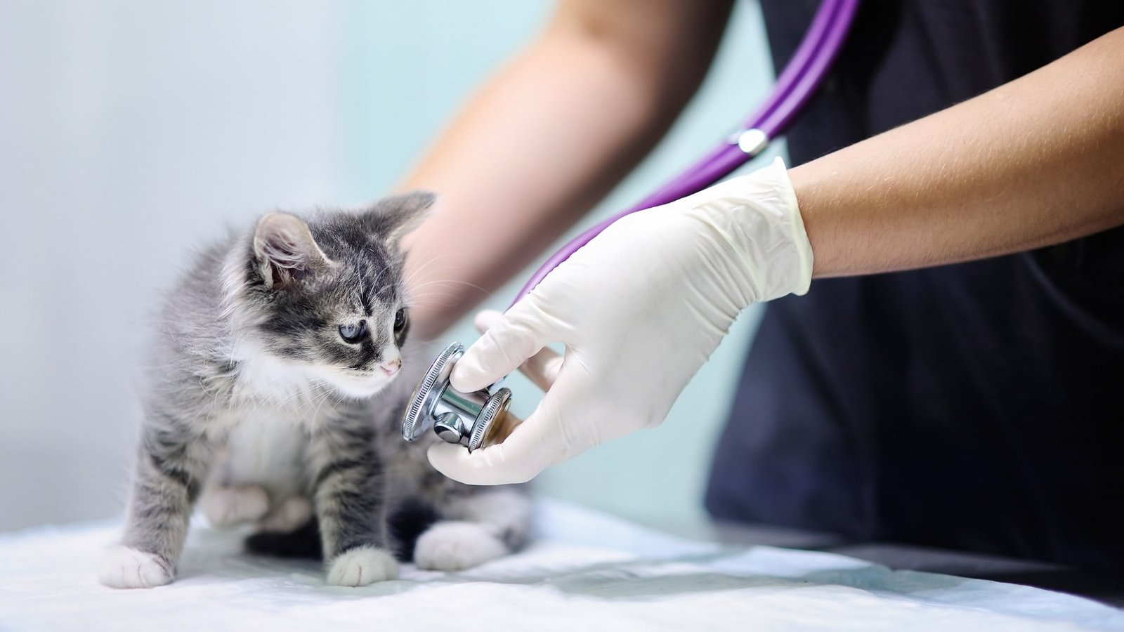 medicina veterinaria
